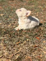 Jamocha Kream, a male French Bulldog for sale in Spring Hill, FL – 8 of 9