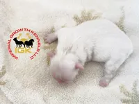 Fluffy Kloud , a female French Bulldog for sale in Spring Hill, FL – Photo 2 of 6