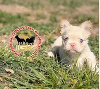 Fluffy Kloud , a female French Bulldog for sale in Spring Hill, FL – Photo 9 of 9