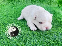 Fluffy Kloud , a female French Bulldog for sale in Spring Hill, FL – Photo 1 of 7