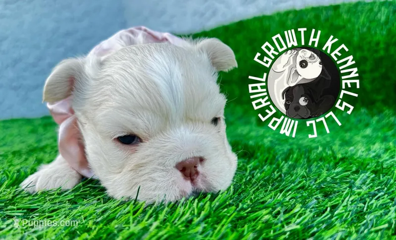 Fluffy Kloud  – French Bulldog puppy for sale in Spring Hill, FL