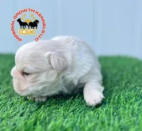 Fluffy Kloud , a female French Bulldog for sale in Spring Hill, FL – Photo 4 of 7