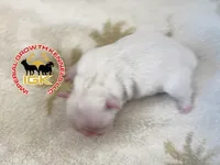 Fluffy Kloud , a female French Bulldog for sale in Spring Hill, FL – Photo 1 of 6