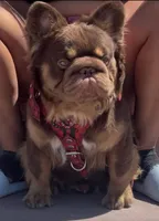 Fluffy Kloud , a female French Bulldog for sale in Spring Hill, FL – Photo 6 of 6