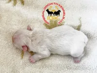 Fluffy Kloud , a female French Bulldog for sale in Spring Hill, FL – Photo 3 of 6