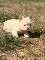 Jamocha Kream, a male French Bulldog for sale in Spring Hill, FL – 3 of 9