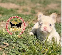 Jamocha Kream, a male French Bulldog for sale in Spring Hill, FL – 7 of 9
