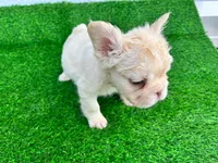 Fluffy Kloud , a female French Bulldog for sale in Spring Hill, FL – 4 of 10
