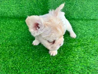 Fluffy Kloud , a female French Bulldog for sale in Spring Hill, FL – 7 of 10