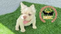 Fluffy Kloud , a female French Bulldog for sale in Spring Hill, FL – 10 of 10