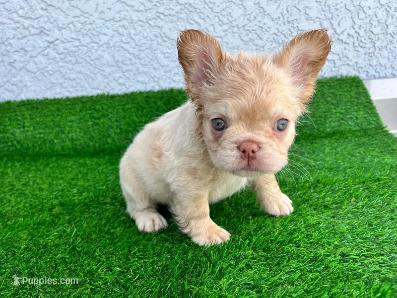 Jamocha Kream – French Bulldog puppy for sale in Spring Hill, FL