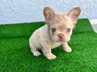 Jamocha Kream, a male French Bulldog for sale in Spring Hill, FL – 1 of 9
