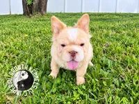 Kanelo, a male French Bulldog for sale in Spring Hill, FL – 2 of 9