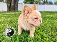 Kanelo, a male French Bulldog for sale in Spring Hill, FL – 4 of 9