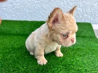 Jamocha Kream, a male French Bulldog for sale in Spring Hill, FL – 2 of 9