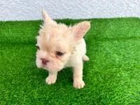Fluffy Kloud , a female French Bulldog for sale in Spring Hill, FL – 5 of 10