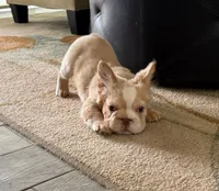 Kanelo, a male French Bulldog for sale in Spring Hill, FL – 6 of 9