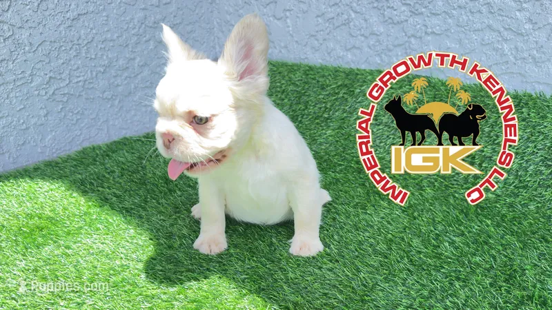 Fluffy Kloud  – French Bulldog puppy for sale in Spring Hill, FL