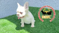 Fluffy Kloud , a female French Bulldog for sale in Spring Hill, FL – 1 of 10