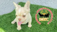 Fluffy Kloud , a female French Bulldog for sale in Spring Hill, FL – 9 of 10