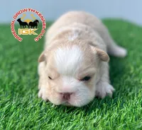 Kream Choko, a male French Bulldog for sale in Spring Hill, FL – Photo 9 of 10