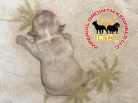 Kream Choko, a male French Bulldog for sale in Spring Hill, FL – Photo 2 of 9