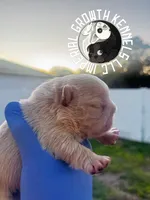 Kream Choko, a male French Bulldog for sale in Spring Hill, FL – Photo 7 of 10