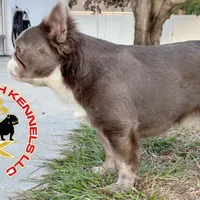 Kream Choko, a male French Bulldog for sale in Spring Hill, FL – Photo 4 of 9