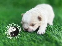 Kream Choko, a male French Bulldog for sale in Spring Hill, FL – Photo 1 of 10