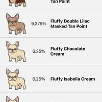 Kream Choko, a male French Bulldog for sale in Spring Hill, FL – Photo 7 of 9