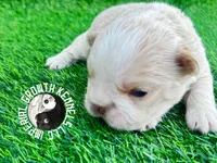 Kream Choko, a male French Bulldog for sale in Spring Hill, FL – Photo 8 of 10