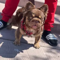 Kream Choko, a male French Bulldog for sale in Spring Hill, FL – Photo 3 of 9