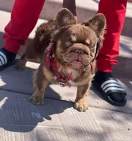 Fluffy Life, a  French Bulldog for sale in Spring Hill, FL – Photo 2 of 8