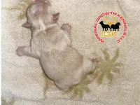 Kream Choko, a male French Bulldog for sale in Spring Hill, FL – Photo 9 of 9