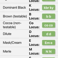 Kream Choko, a male French Bulldog for sale in Spring Hill, FL – Photo 8 of 9