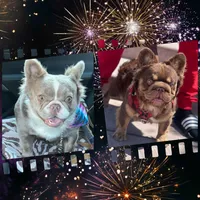 Fluffy Life, a  French Bulldog for sale in Spring Hill, FL – Photo 1 of 8