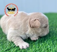 Kream Choko, a male French Bulldog for sale in Spring Hill, FL – Photo 10 of 10