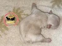 Kream Choko, a male French Bulldog for sale in Spring Hill, FL – Photo 1 of 9