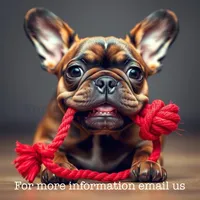 Fluffy Life, a  French Bulldog for sale in Spring Hill, FL – Photo 7 of 8