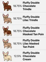 Fluffy Life, a  French Bulldog for sale in Spring Hill, FL – Photo 6 of 8