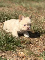 Kream Choko, a male French Bulldog for sale in Spring Hill, FL – Photo 10 of 10