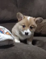Triple clear male, a male Pembroke Welsh Corgi for sale in Fort White, FL – 5 of 8