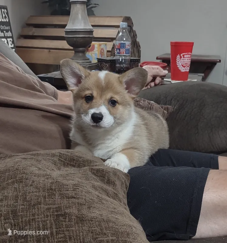 Cartman – Pembroke Welsh Corgi puppy for sale in Fort White, FL