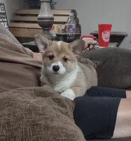 Cartman, a male Pembroke Welsh Corgi for sale in Fort White, FL – 1 of 6