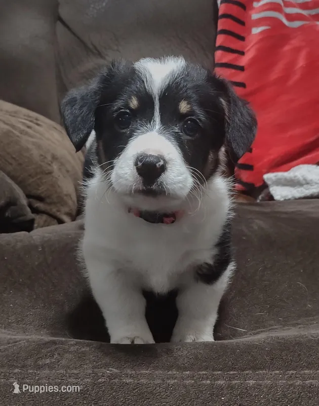 pink collar – Pembroke Welsh Corgi puppy for sale in Fort White, FL