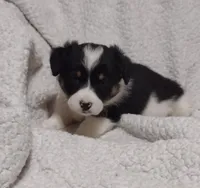 pink collar, a female Pembroke Welsh Corgi for sale in Fort White, FL – Photo 2 of 4