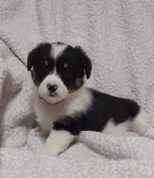 pink collar, a female Pembroke Welsh Corgi for sale in Fort White, FL – Photo 4 of 4