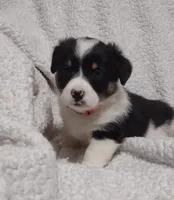 pink collar, a female Pembroke Welsh Corgi for sale in Fort White, FL – Photo 3 of 4