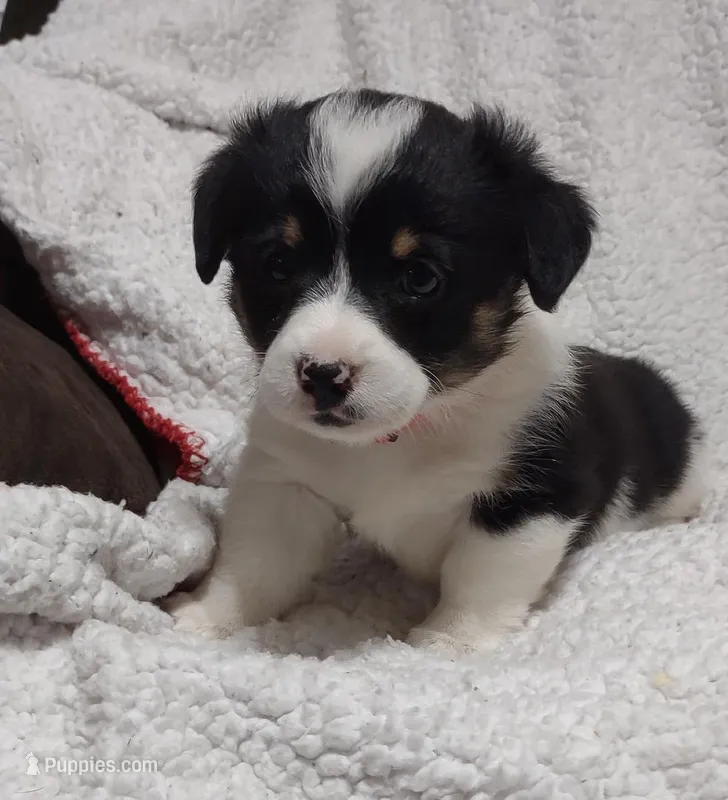 pink collar – Pembroke Welsh Corgi puppy for sale in Fort White, FL