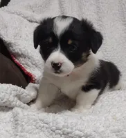 pink collar, a female Pembroke Welsh Corgi for sale in Fort White, FL – Photo 1 of 4